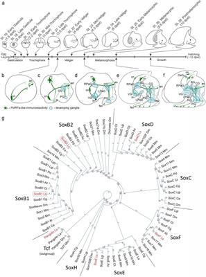 Expanded expression of pro-neurogenic factor SoxB1 during larval development of gastropod Lymnaea stagnalis suggests preadaptation to prolonged neurogenesis in Mollusca